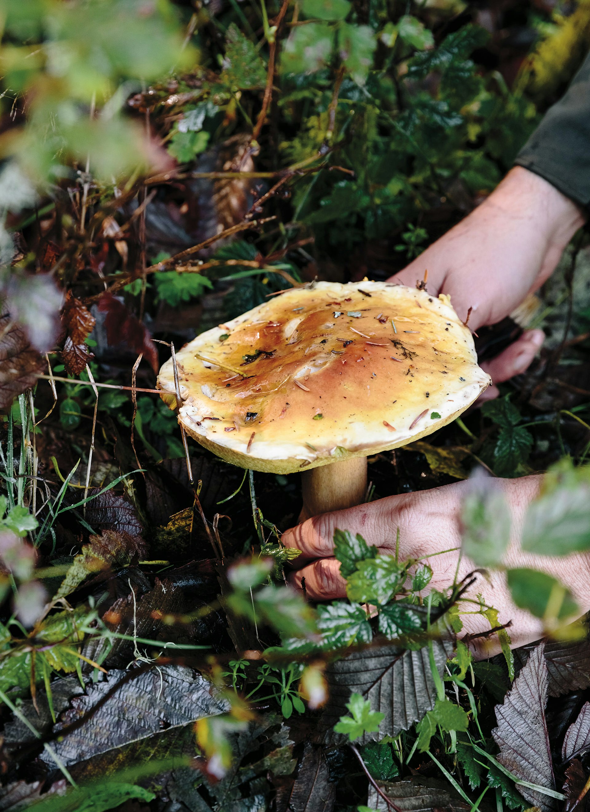 Foraging for mushrooms in Fort Stevens State Park © Alanna Hale / Lonely Planet