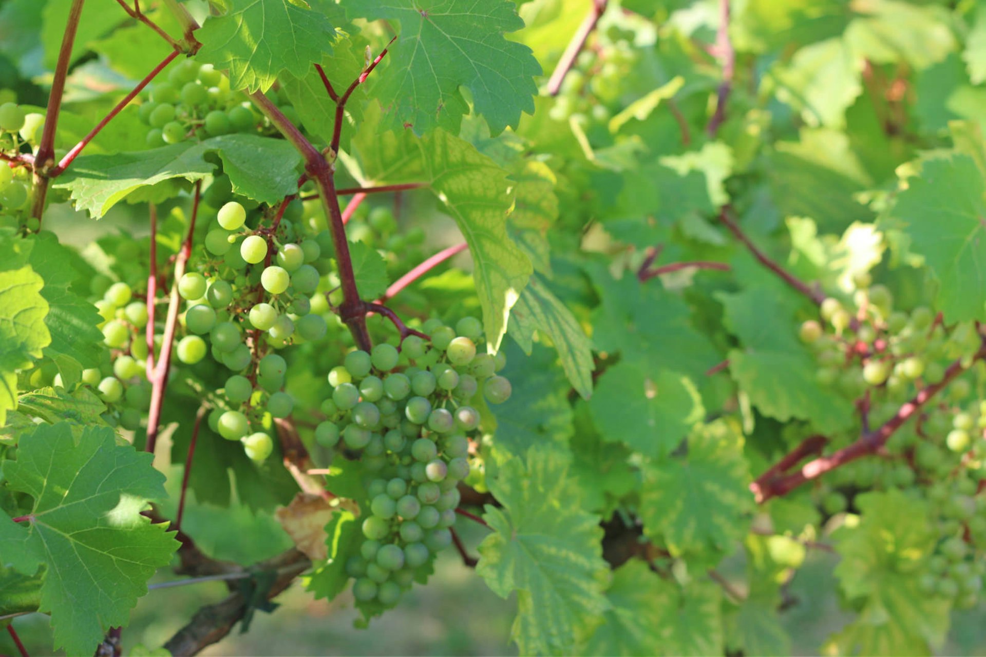 Grapes hang from Parc de Bercy vineyard in Paris, France © Catherine Le Nevez / Lonely Planet