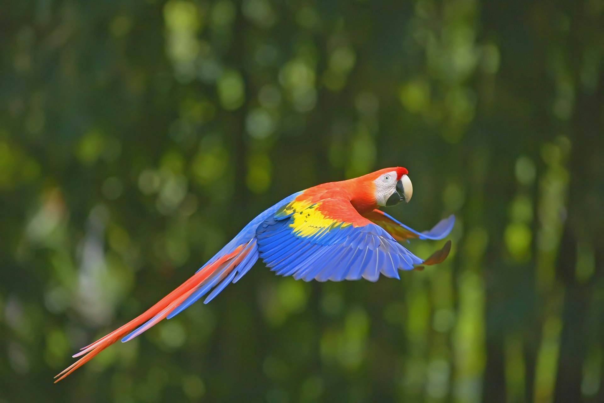 Features - Scarlet macaw (Ara Macao) flying, Corcovado National Park, Costa Rica