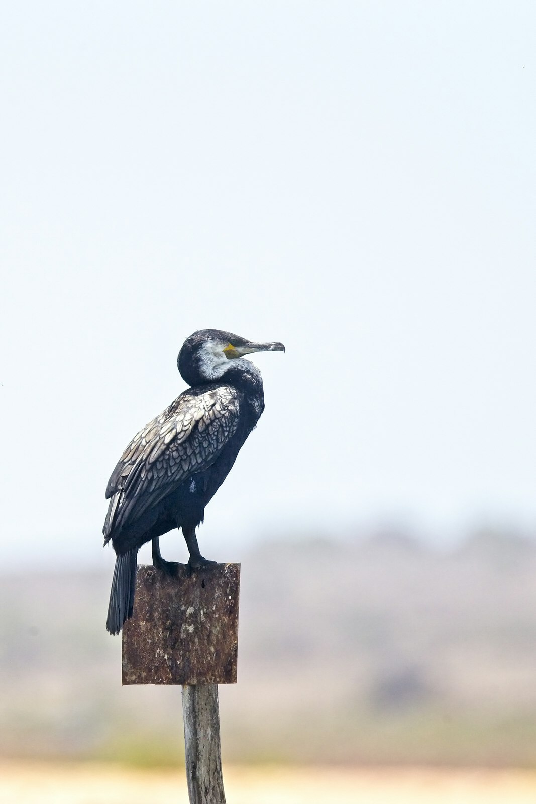 Great Cormorant (Phalacrocorax carbo maroccanus), perched on a post, the river estuary at Oualidia, Morocco. Tony Mills / Shutterstock