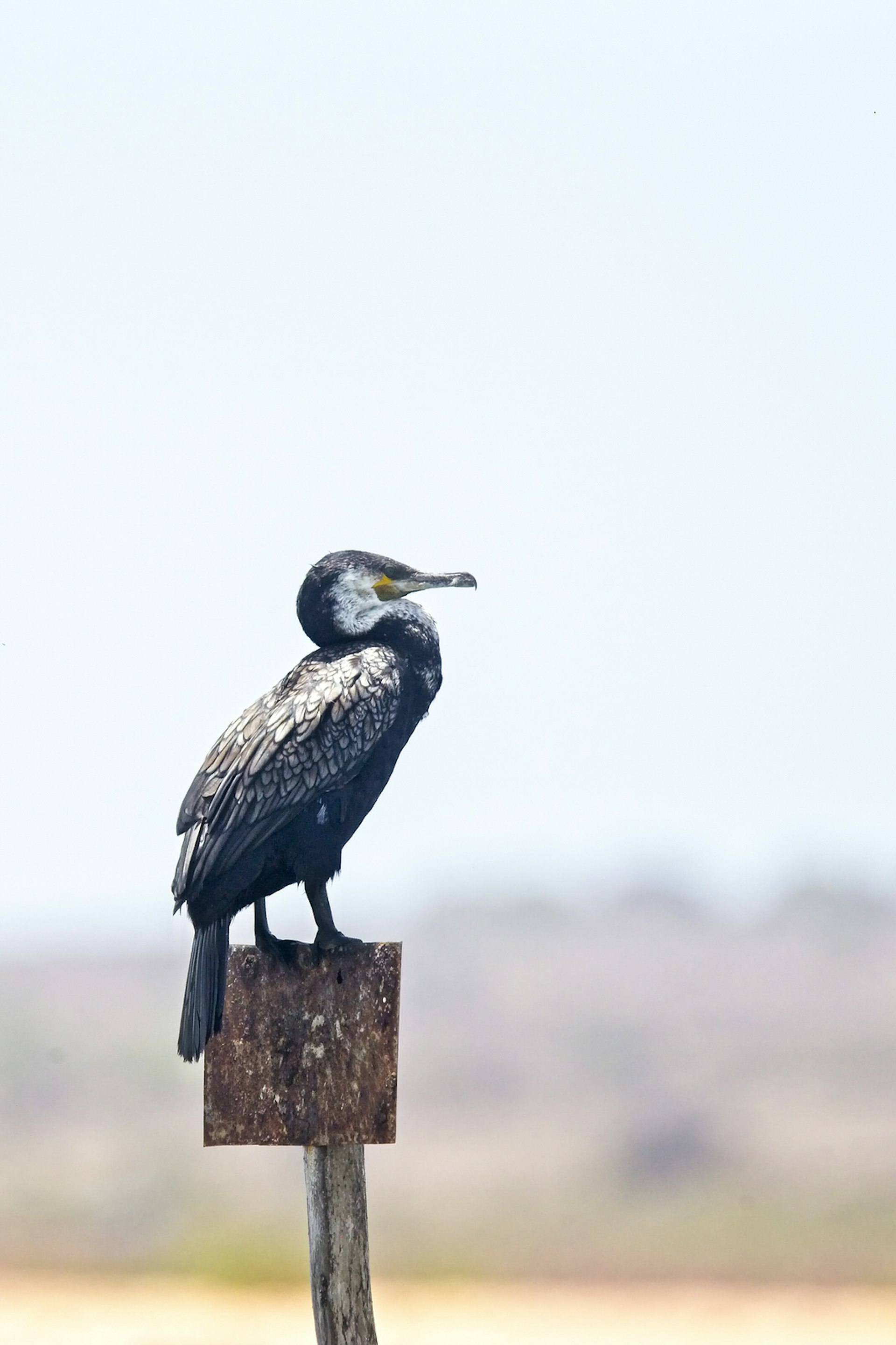Great Cormorant (Phalacrocorax carbo maroccanus), perched on a post, the river estuary at Oualidia, Morocco. Tony Mills / Shutterstock