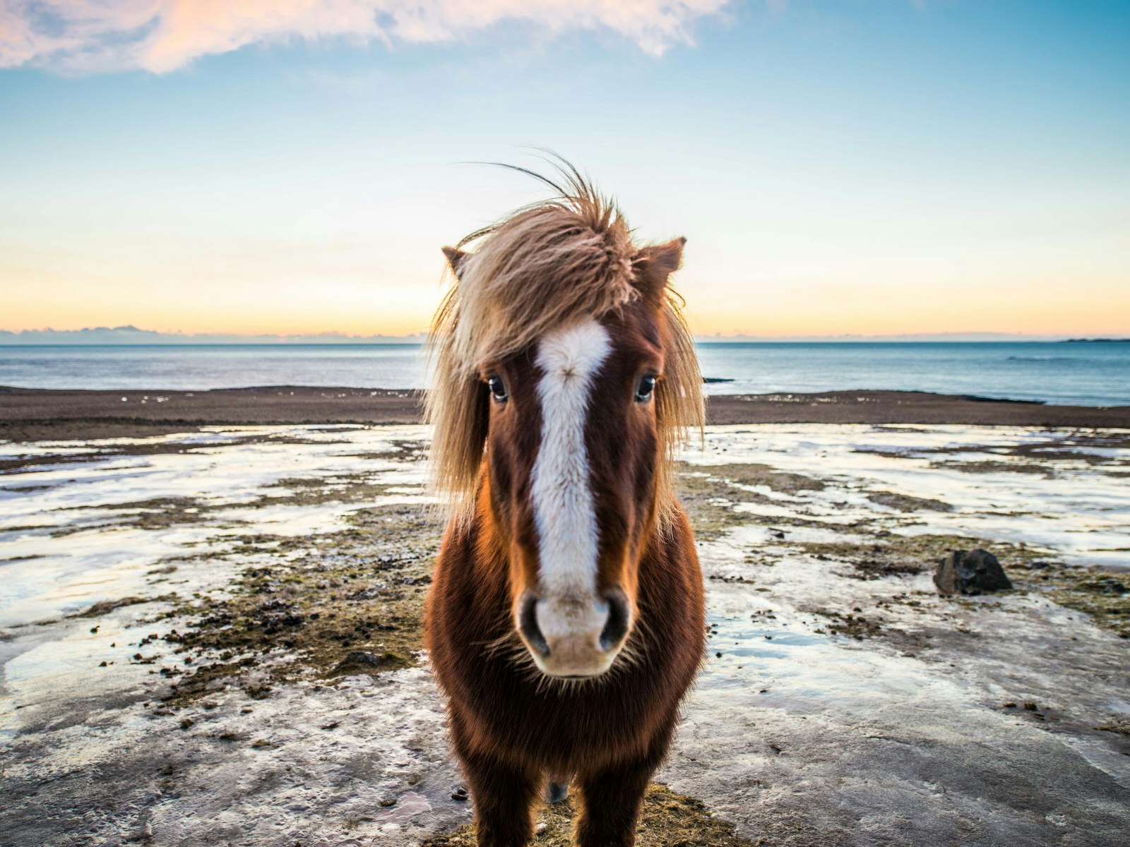 A horse stands face-on to the camera on an icy scene with the sea beyond and the sunset. The beauty (and friendly locals) make wintry Iceland one of Chris's favourite destinations © Chris Sheldrick