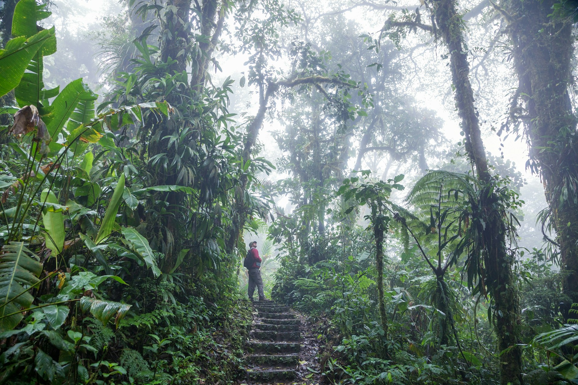 A hiker stands on stone steps surrounded by green trees in the cloud forest of Monteverde in Costa Rica.