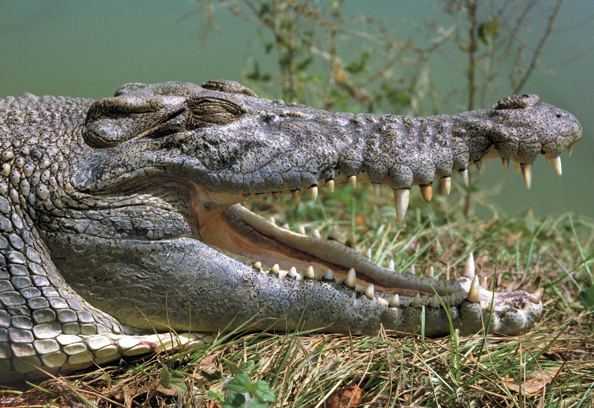 crocs animal