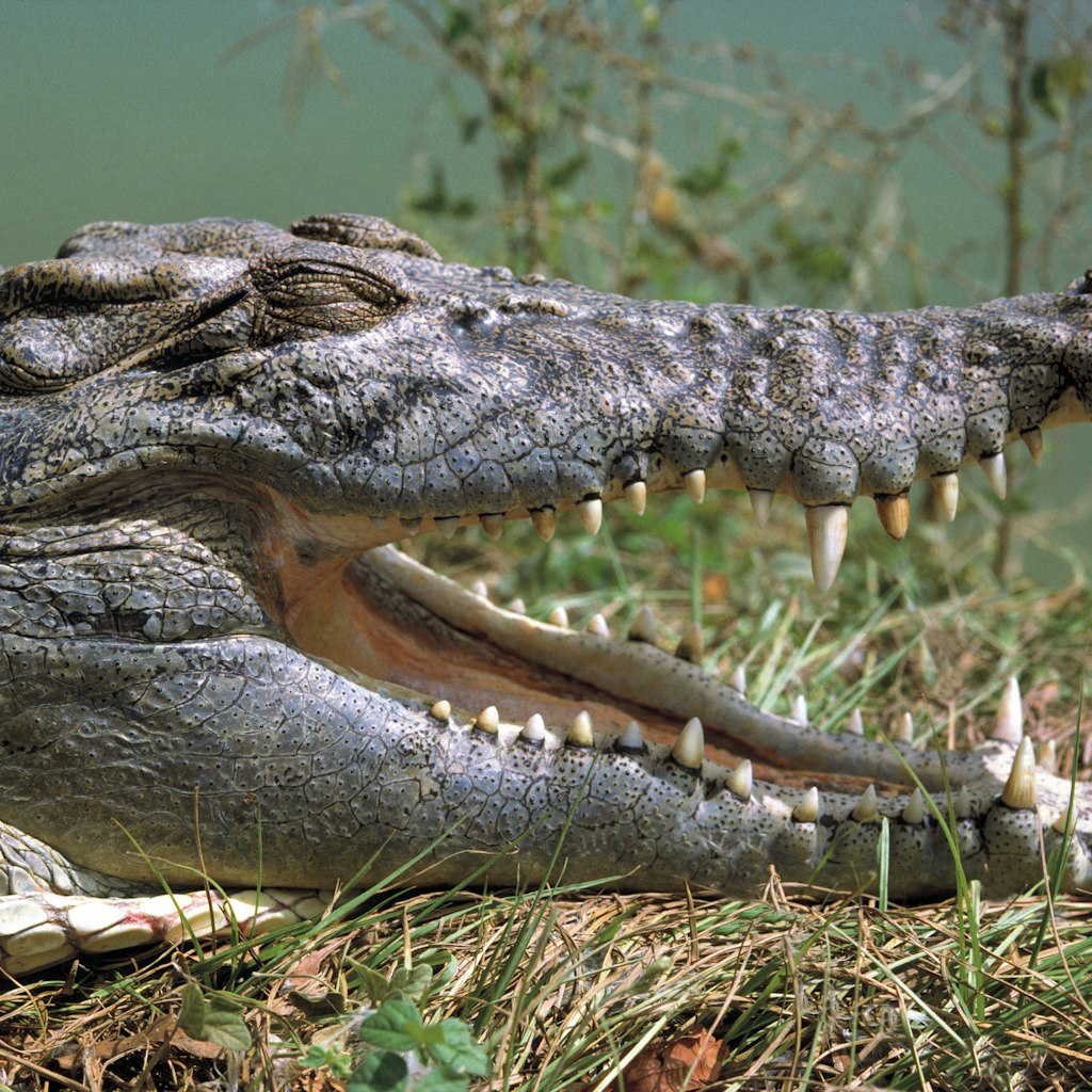 Open mouthed crocodile by Australian Scenics / Getty Images