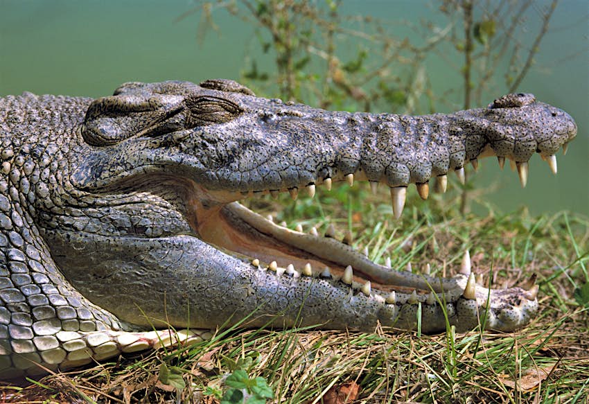 Crocodile encounters in Australia's Northern Territory – Lonely