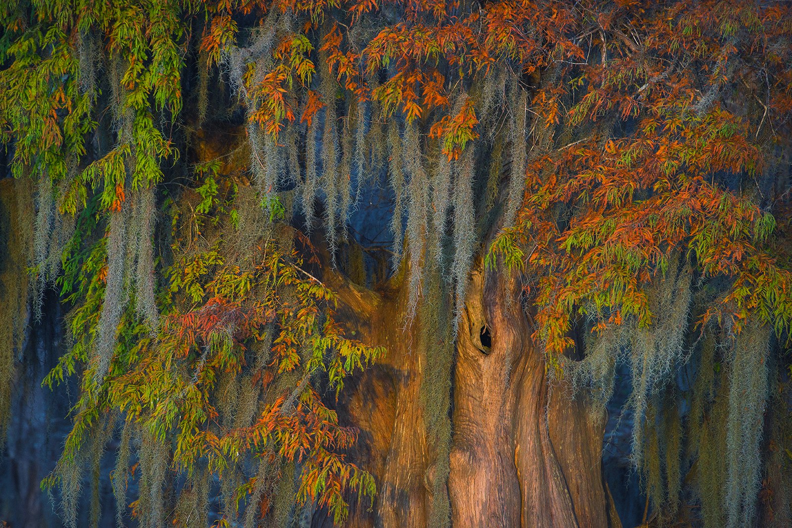 The last light of day illuminates the fall color on this mossy bald cypress in the Atchafalaya Basin. © Chris Moore / Getty Images