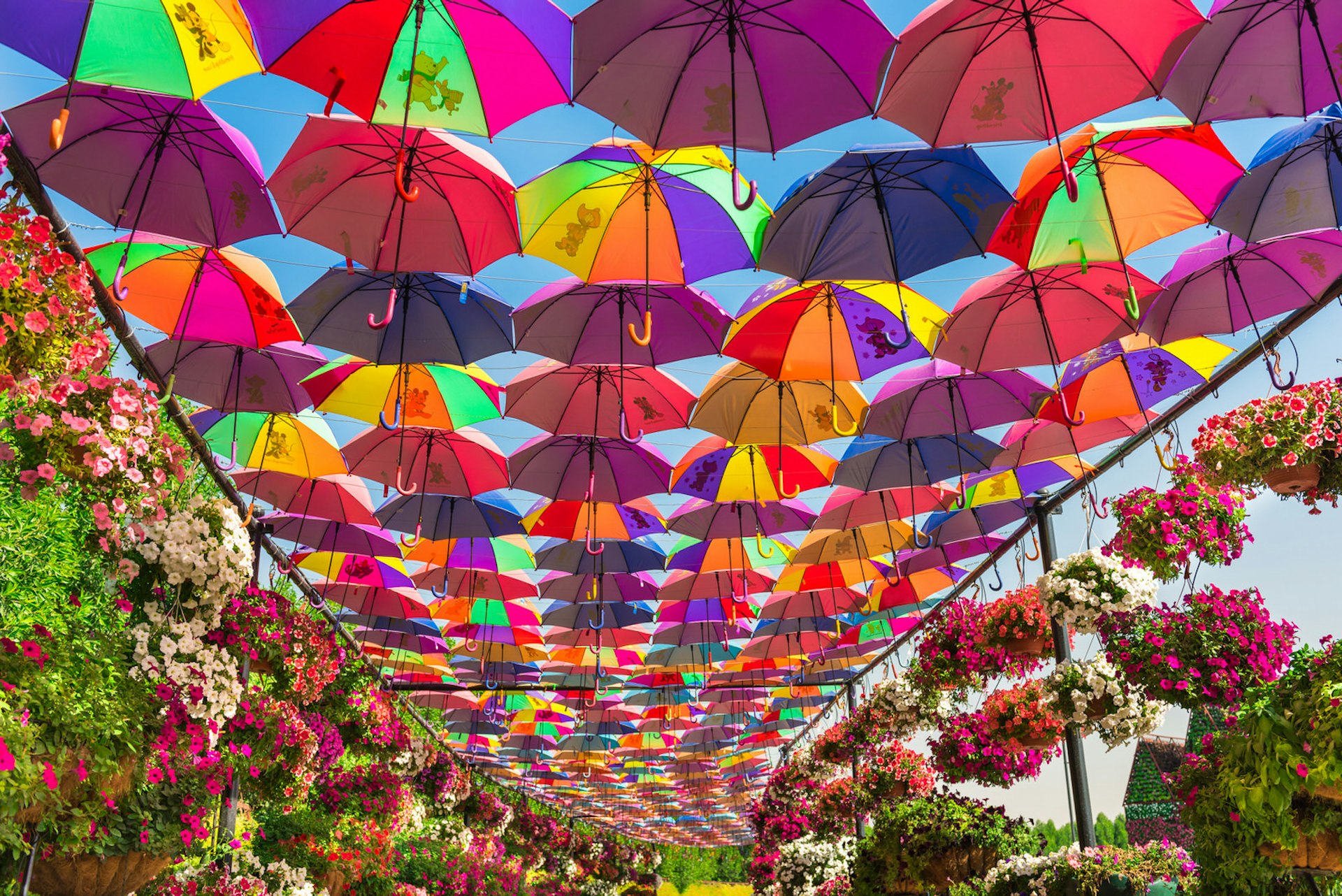 Multicoloured umbrellas shelter the path through Dubai Miracle Garden © dvoevnore / Shutterstock