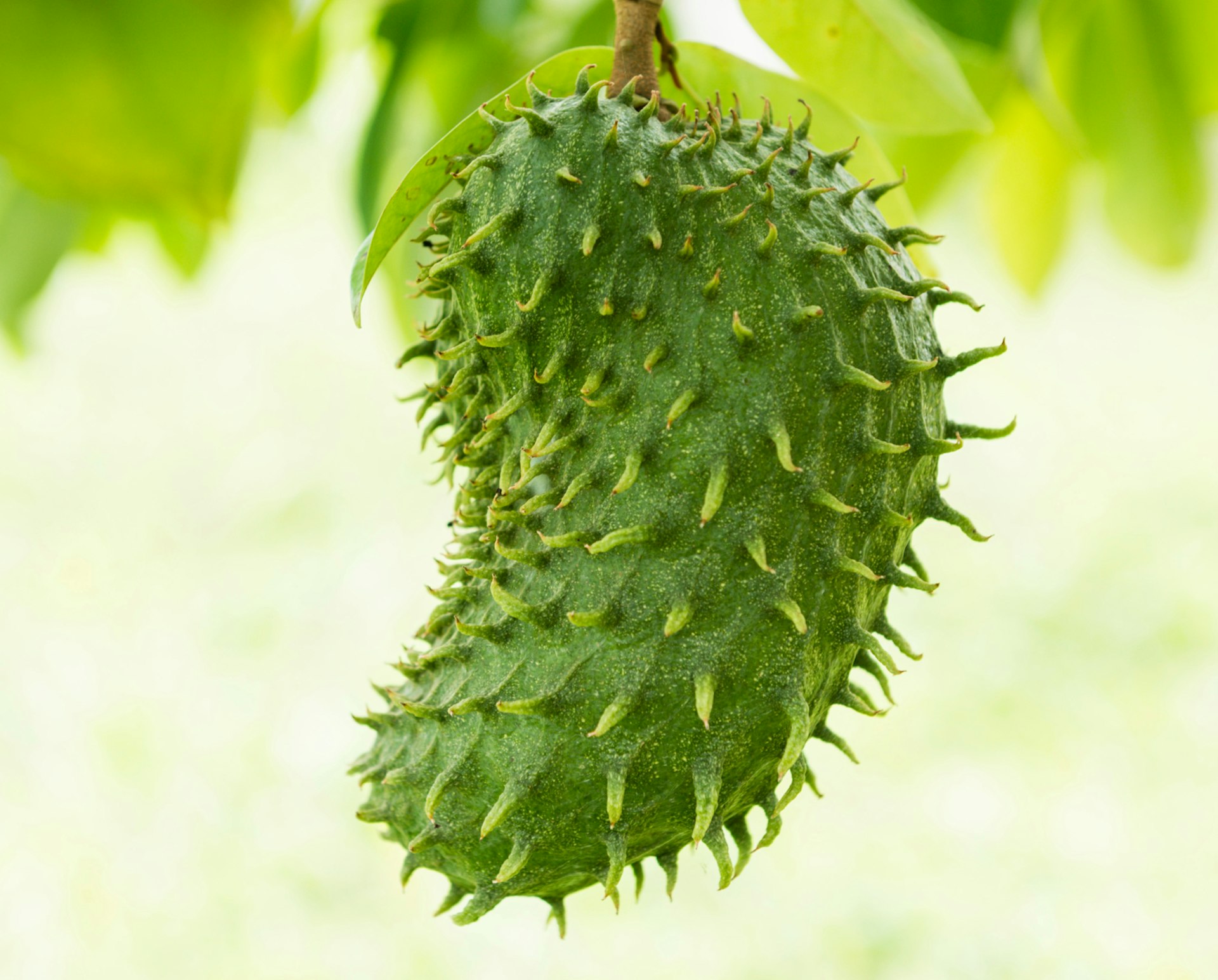 Shaped like a kidney bean, this spiky bright green fruit hangs from a tree branch © Justin Foulkes / Lonely Planet