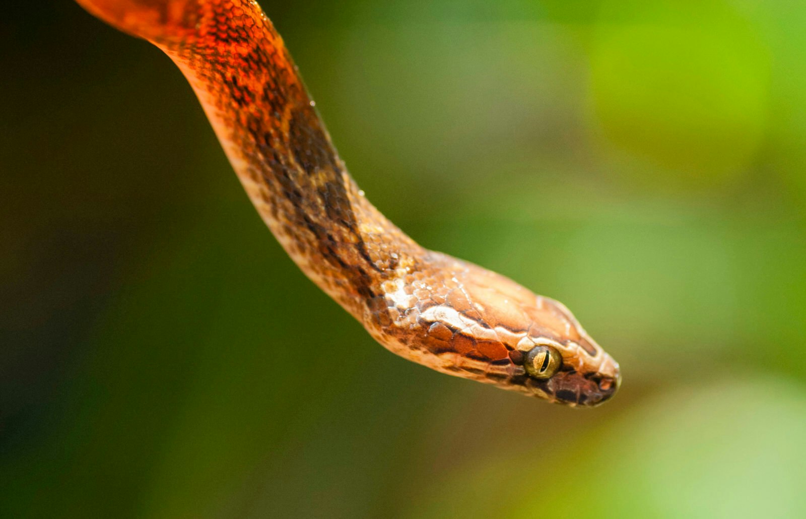 The head and section of body from a reddish-brown snake hang seemingly in space with a blurred green background © Justin Foulkes / Lonely Planet