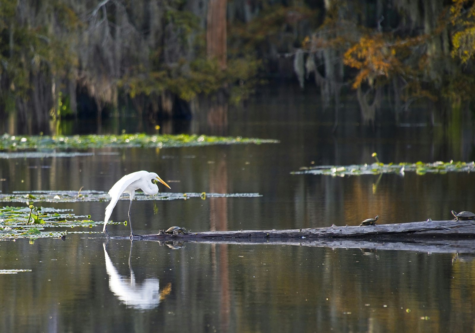 Large white egret observes turtles on a log in a shallow lake in southwest Louisiana © iStock / Getty Images