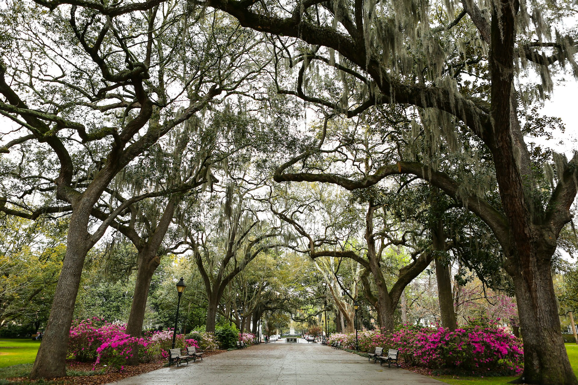 Features - Savannah Georgia Trees