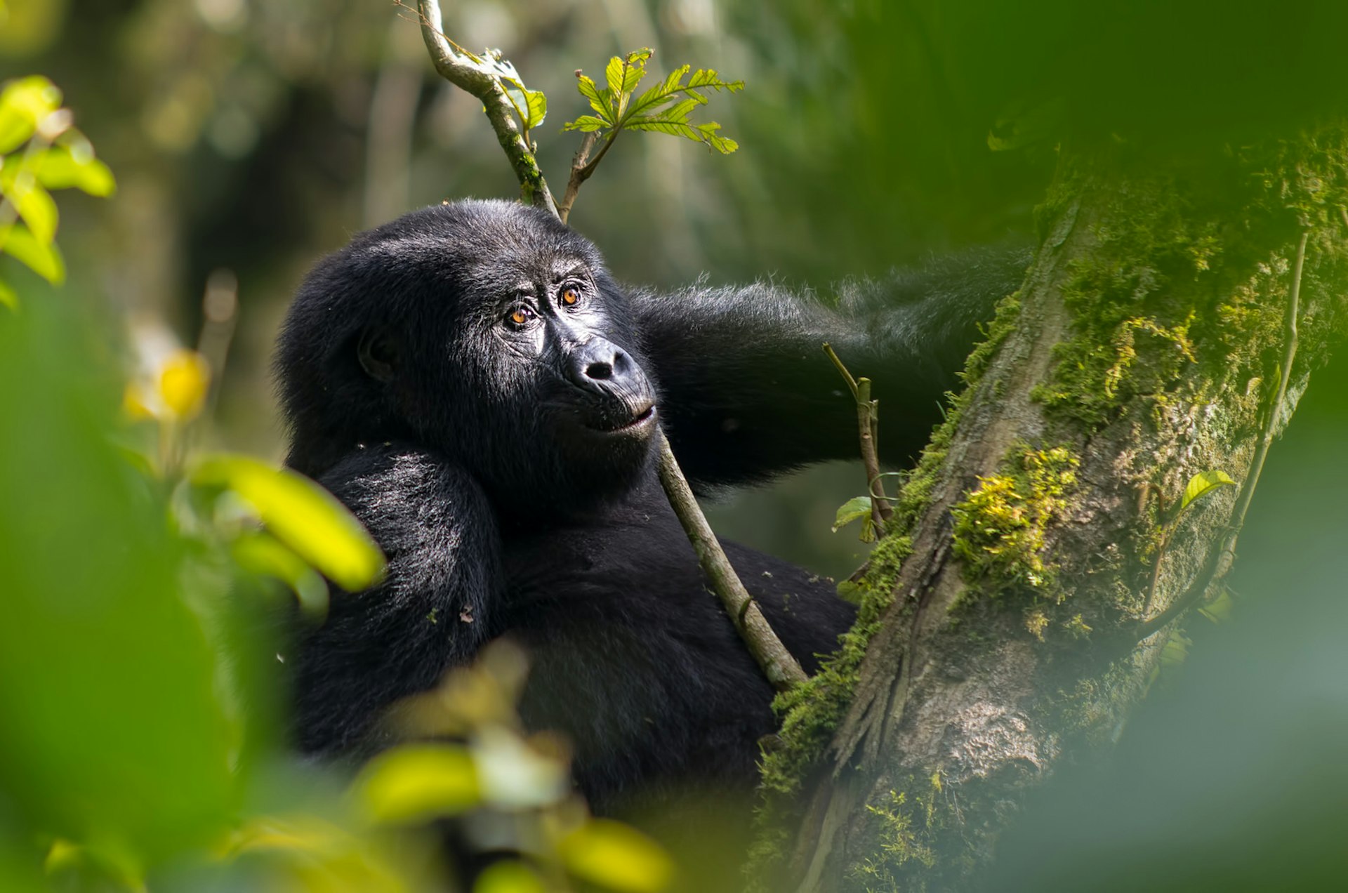 A young mountain gorilla perched in a tree in Uganda © Eric Reitsma / 500px