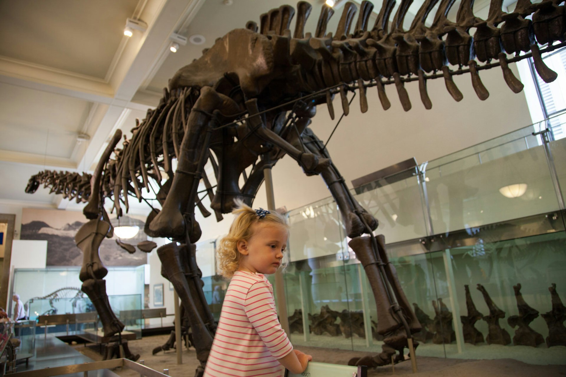 A toddler stands next to a giant cast of a dino skeleton © Christine Knight