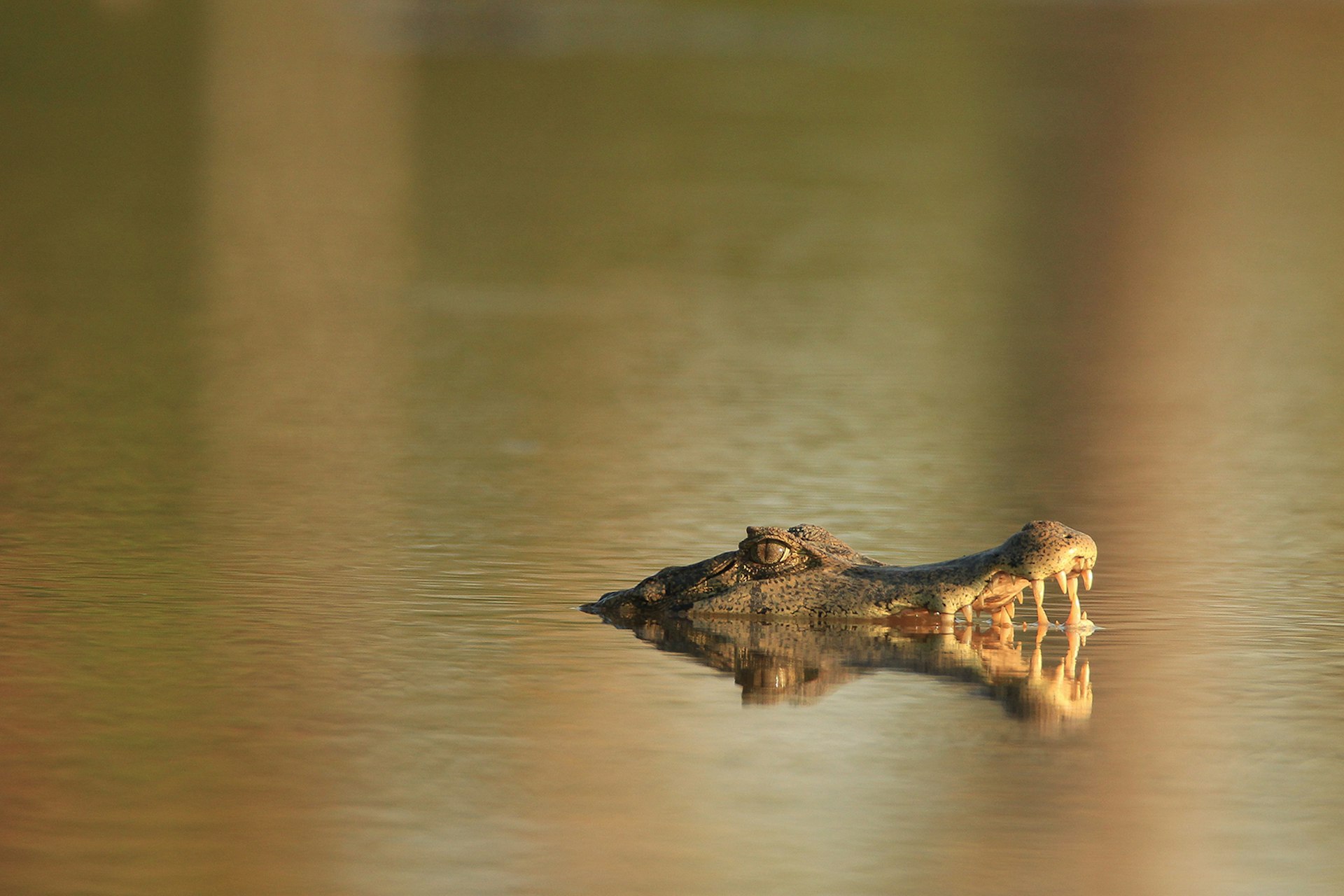A caiman sits at the water's surface with its jaws open © Chantelle du Plessis