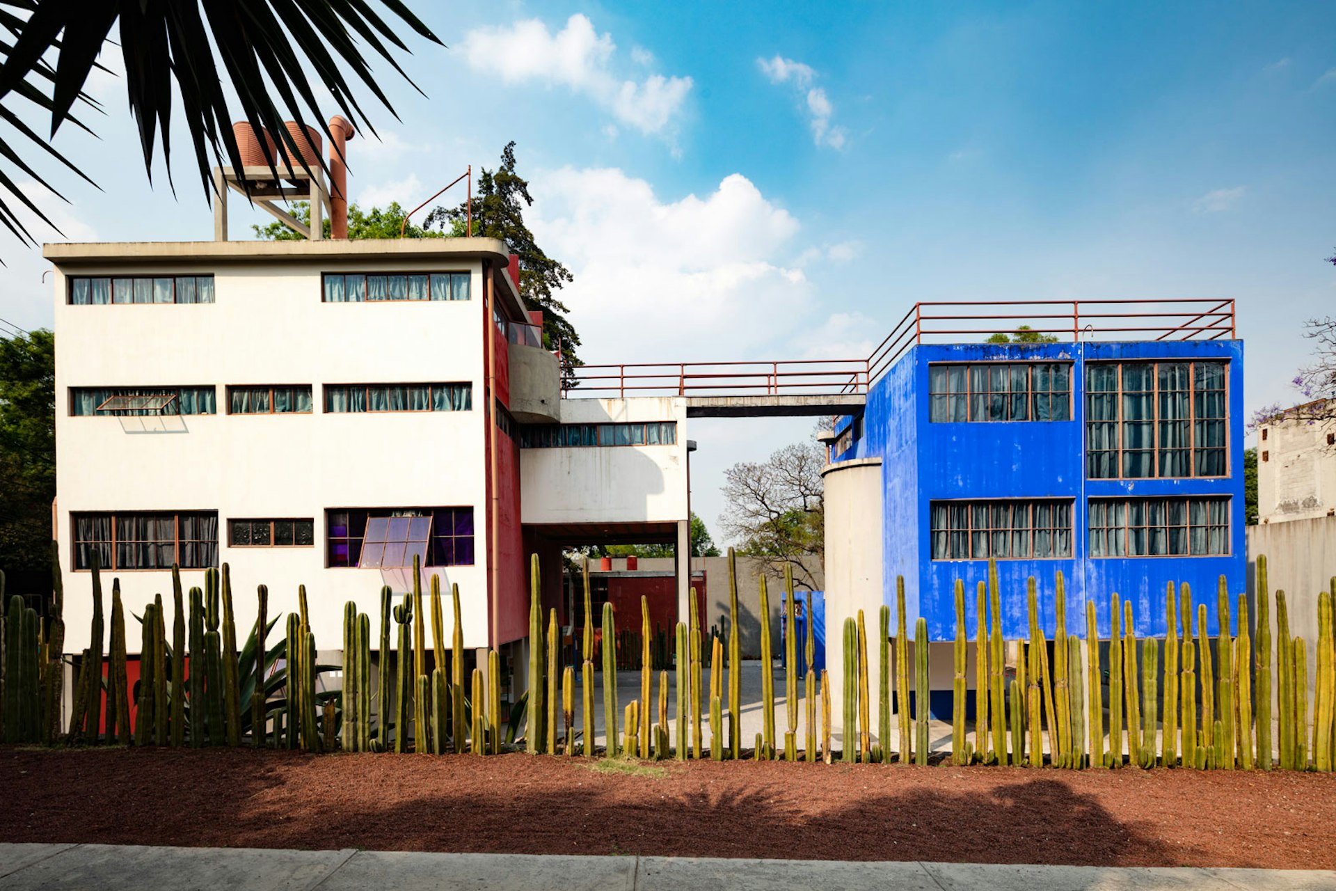 Tall cactus for a fence in front of a cubic white house connected by bridge to a cubic blue house 