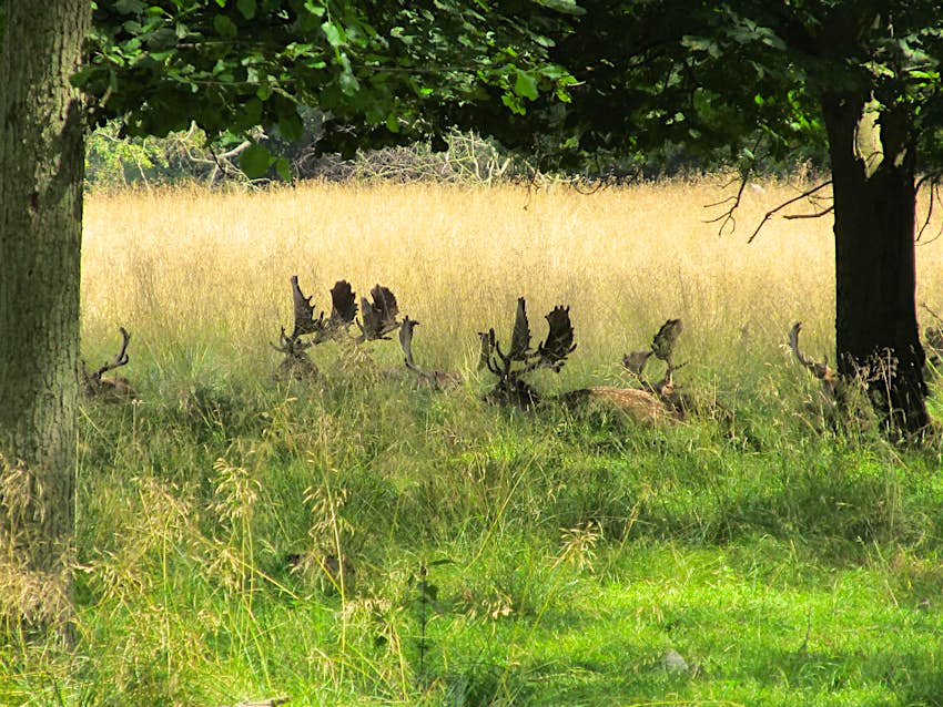 A herd of deer, just visible over the long grass at Dyrehaven © Caroline Hadamitzky / Lonely Planet