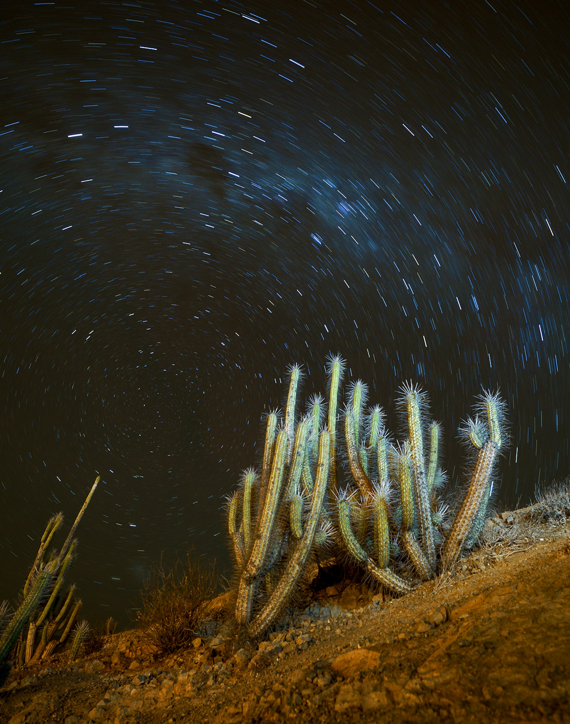 A long-exposure image of the stars spinning in the sky with a cactus in the foreground © Hortega / Getty Images