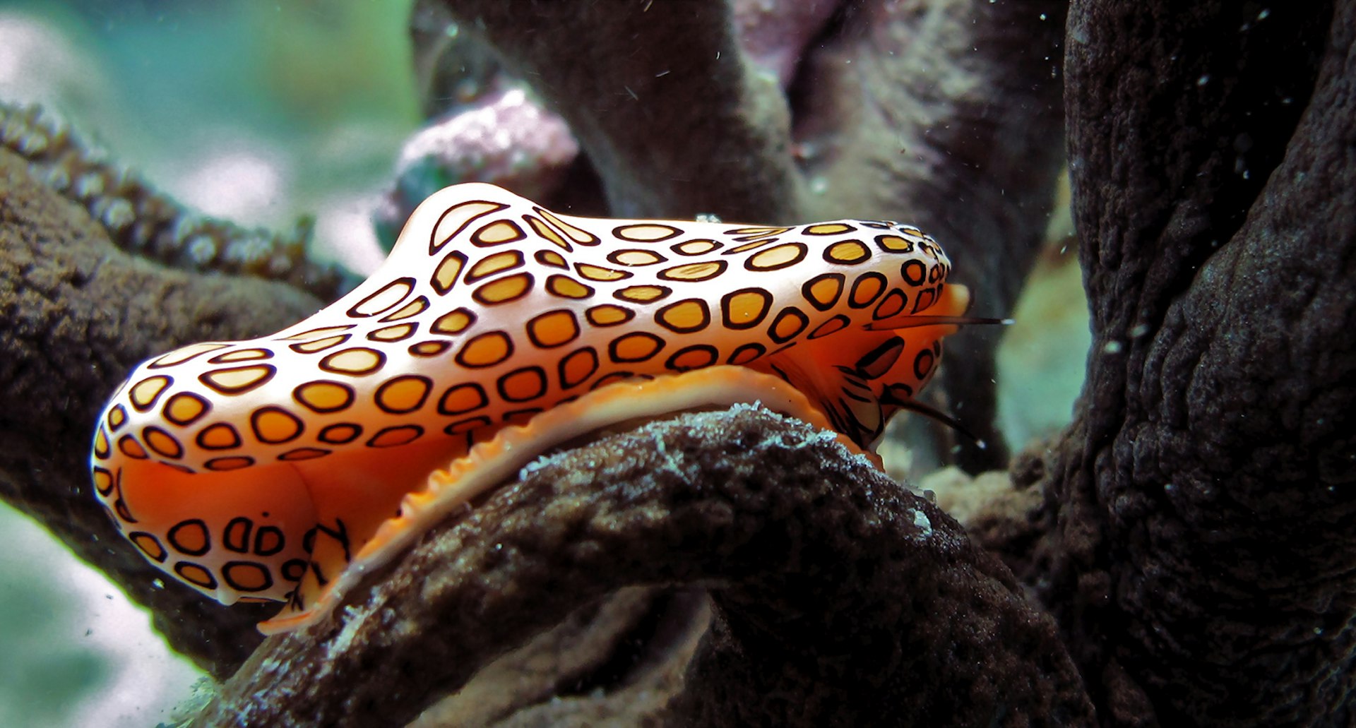 An orange spotted sea snail perched on some coral © Diego Avila