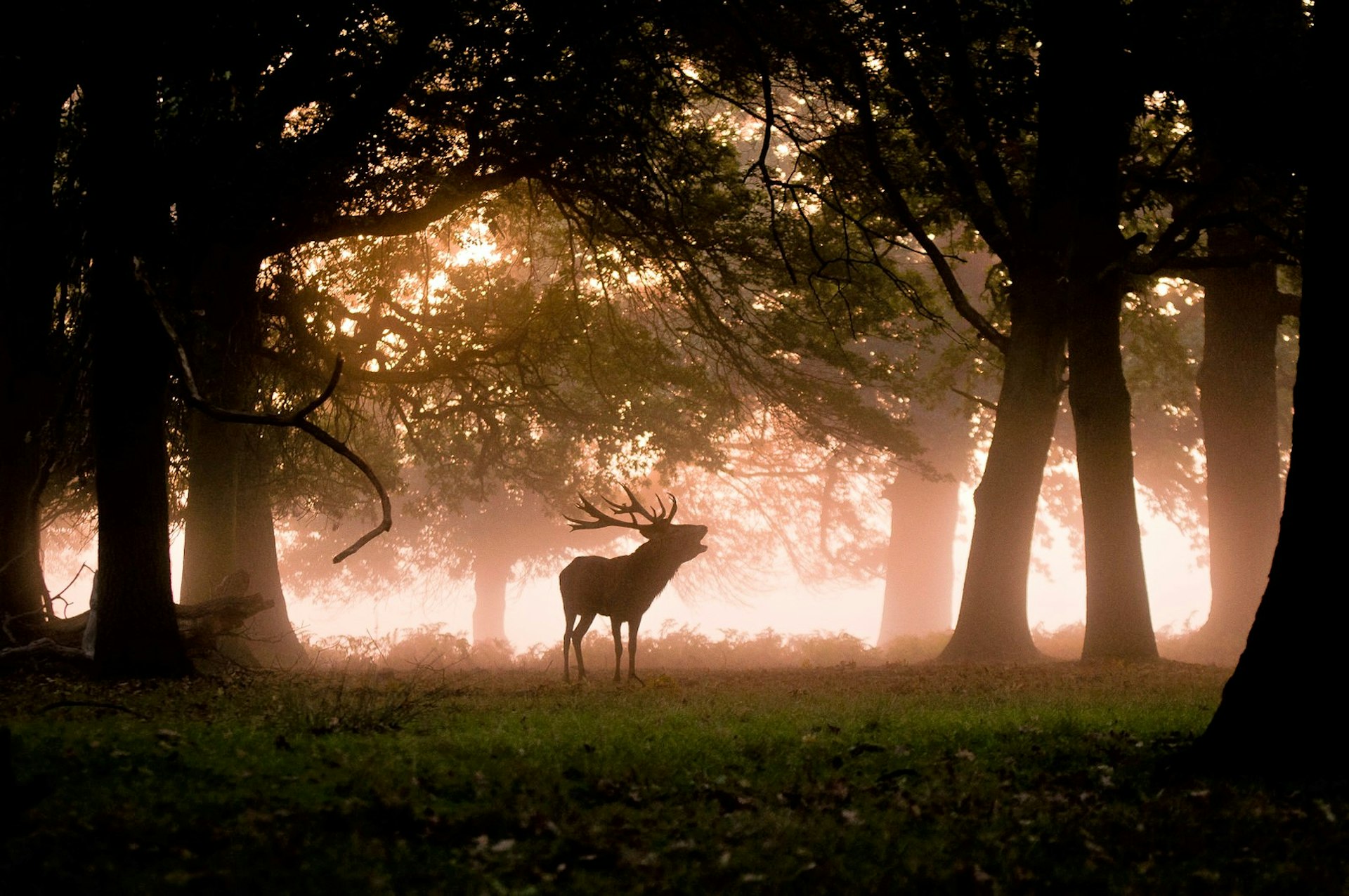 En ensam hjort bälgar i höstmorgondimman i Richmond Park;  London 