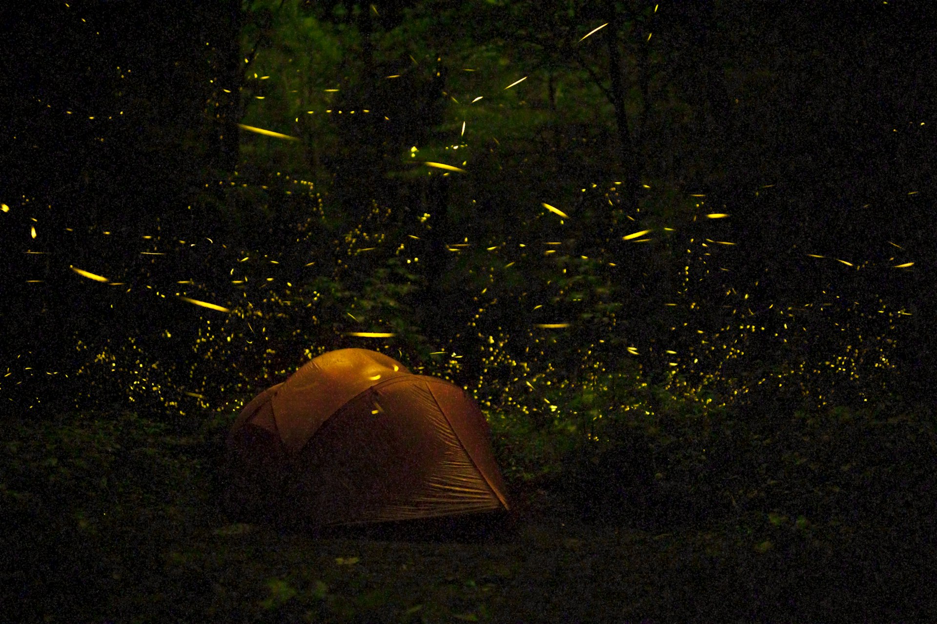 A tent at night surrounded by fireflies in the Great Smokey Mountains © Floris Van Breugel / Getty Images