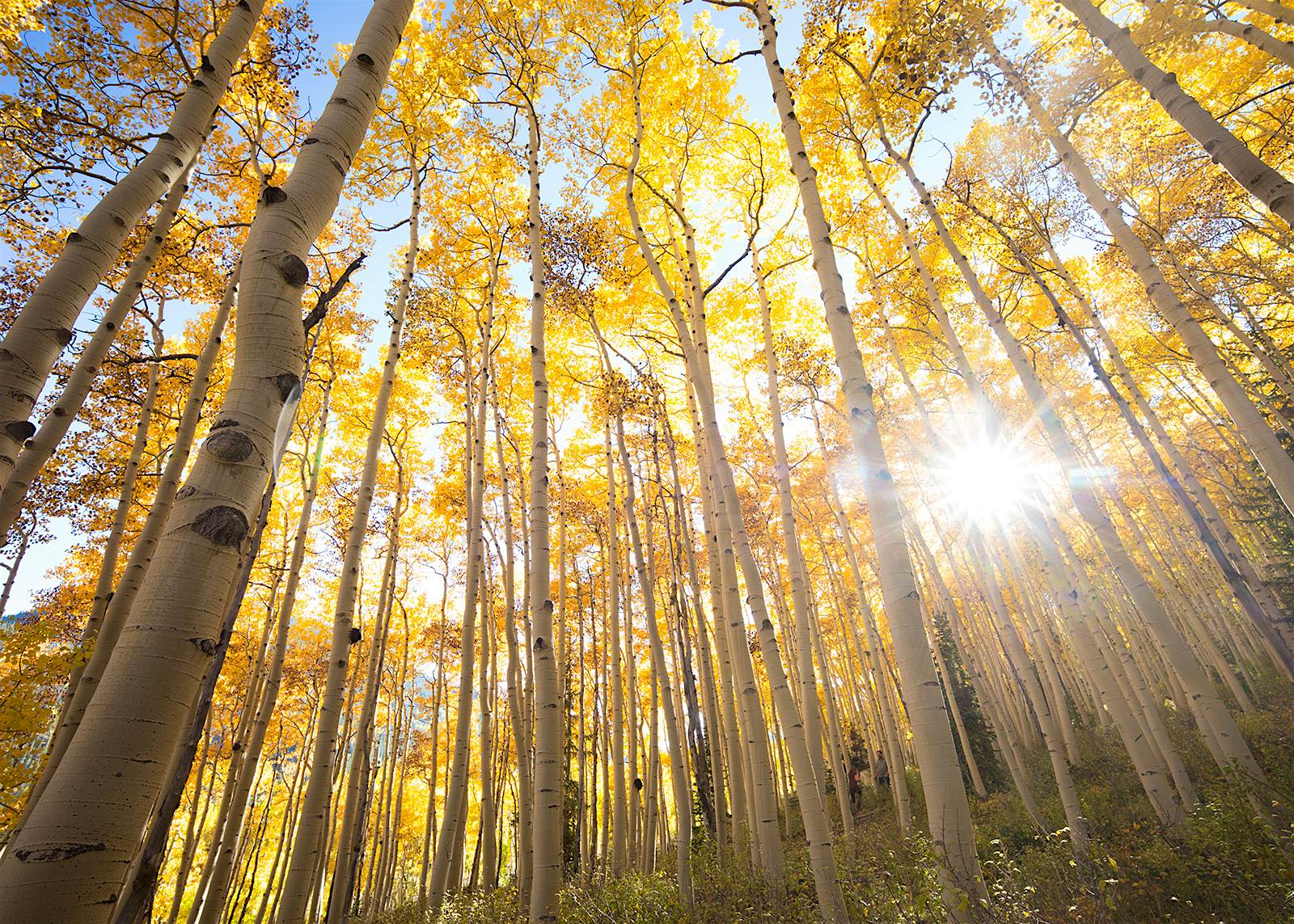 An upwards angle of many thin, tall tree trunks, with yellow leaves above and bright sunlight breaking through
