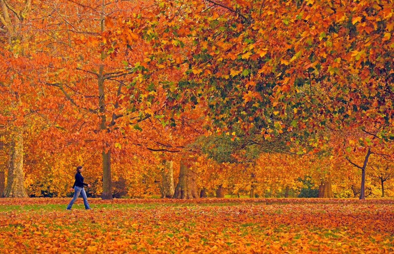 Fall colours, like here in Hyde Park, add a beauitiful backdrop to an autumn visit to London © Scott E Barbour / Getty Images