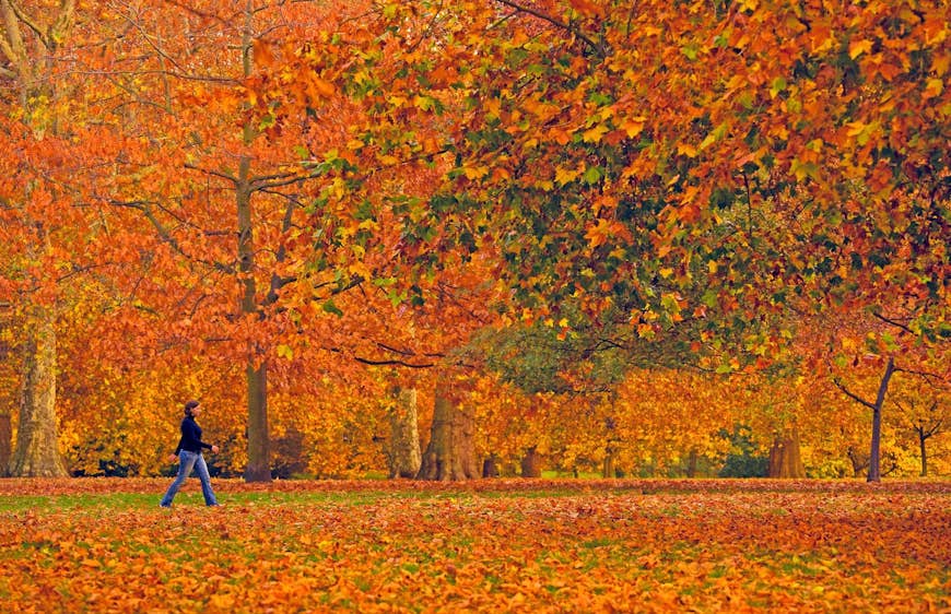 A woman walks through a park filled with brightly coloured orange leaves; London