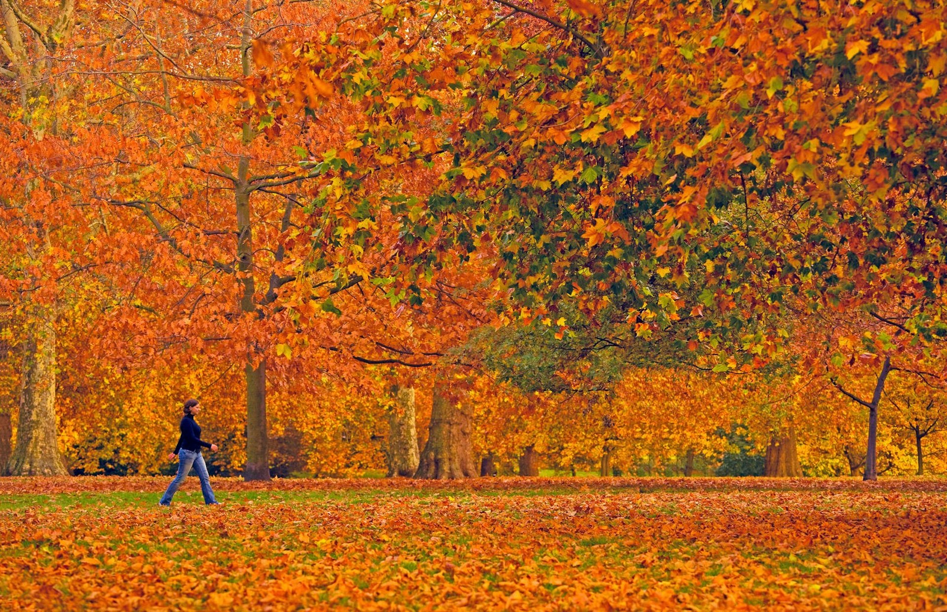 A woman walks through a park filled with brightly coloured orange leaves; London