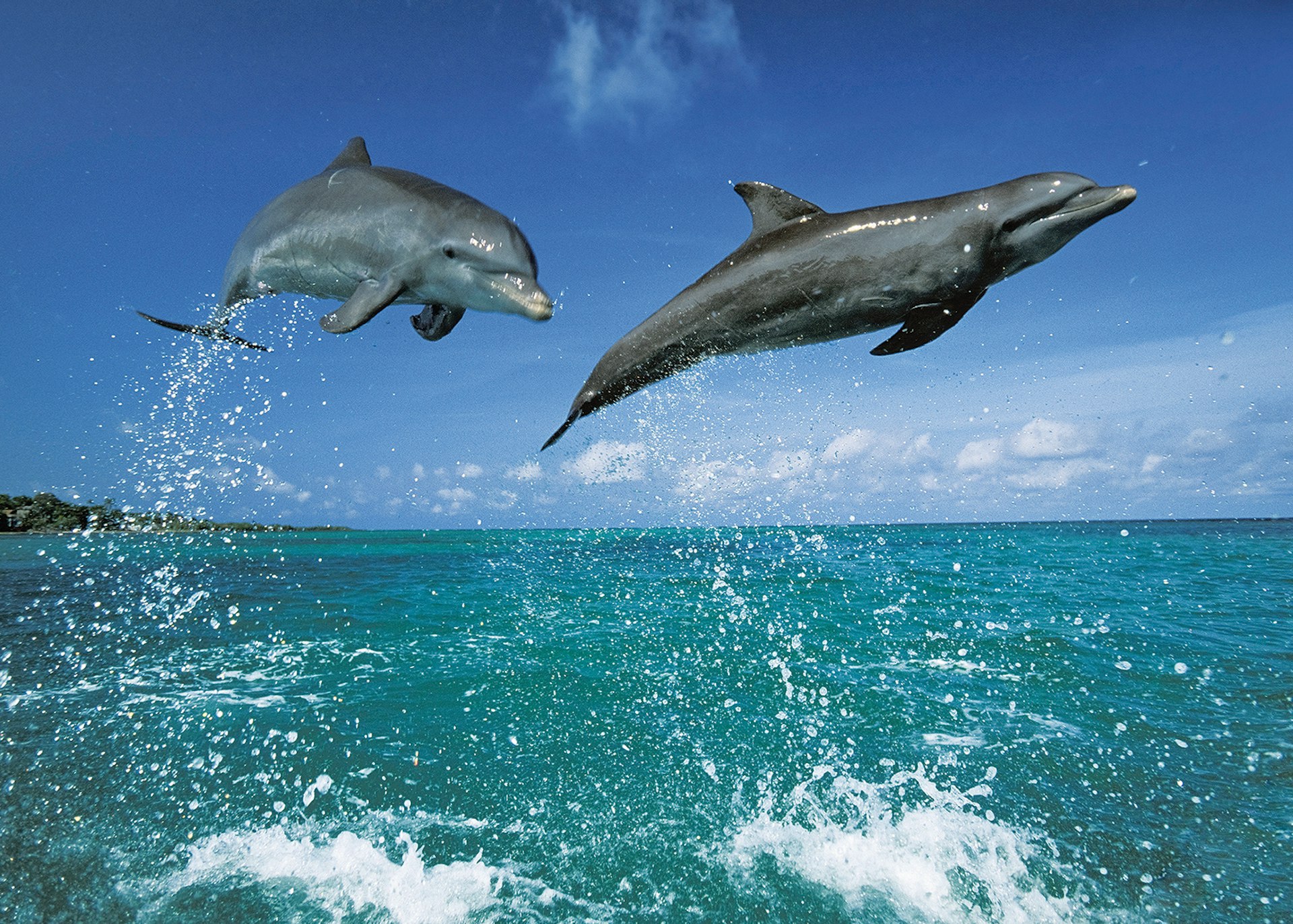 Two dolphins leaping clear of the ocean
