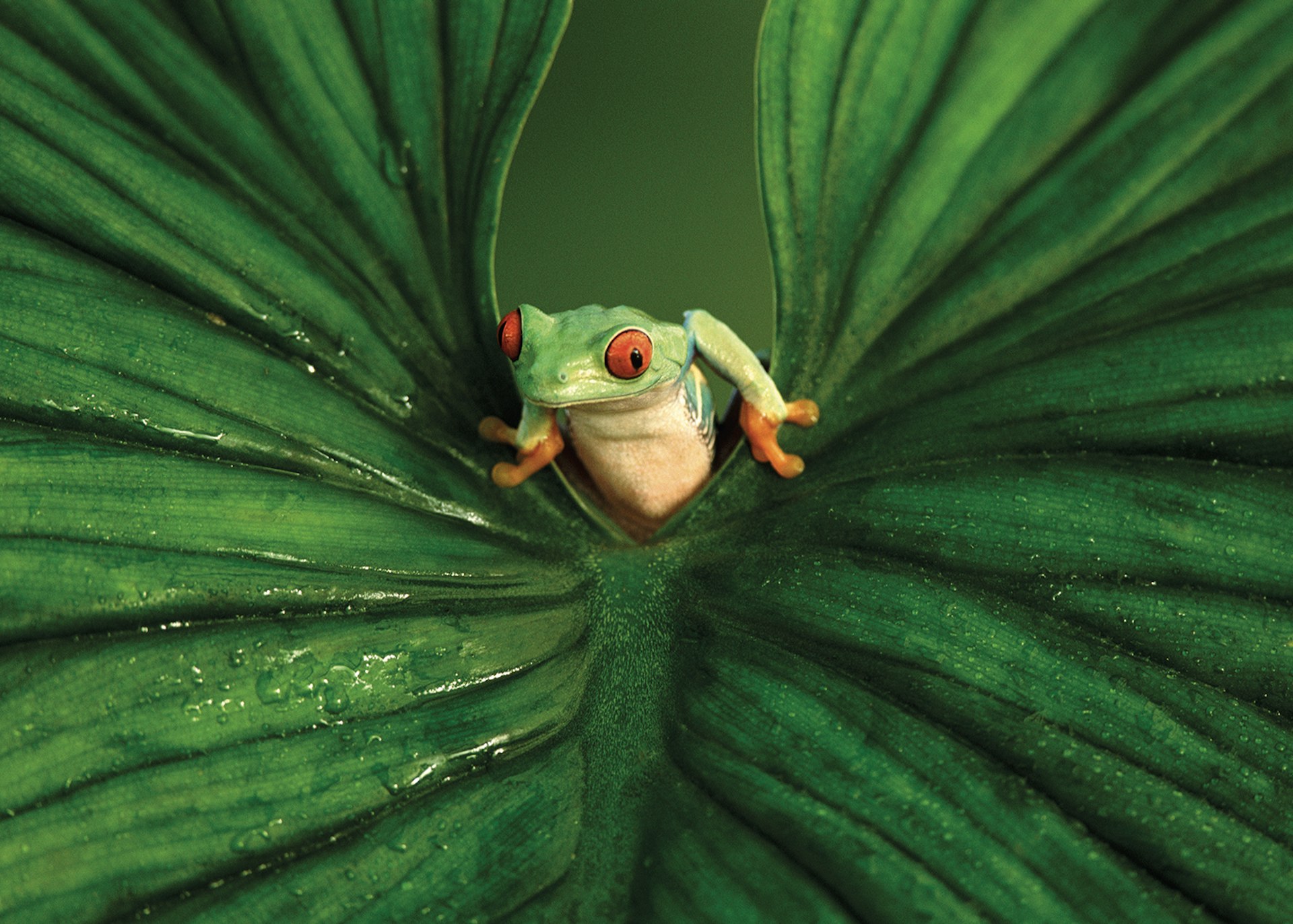  A red-eyed tree frog on a leaf