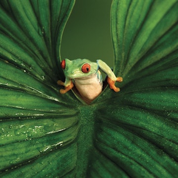 Features - Red Eyed Tree Frog Emerging From Between a Wet Leaf