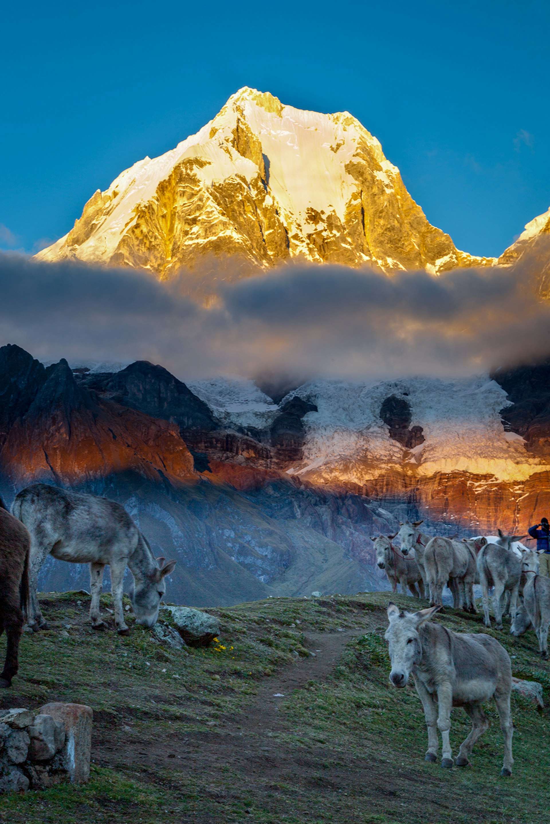 Donkeys graze as the sun hits a snow Huayhuash peak in the background © Kesterhu / Getty Images