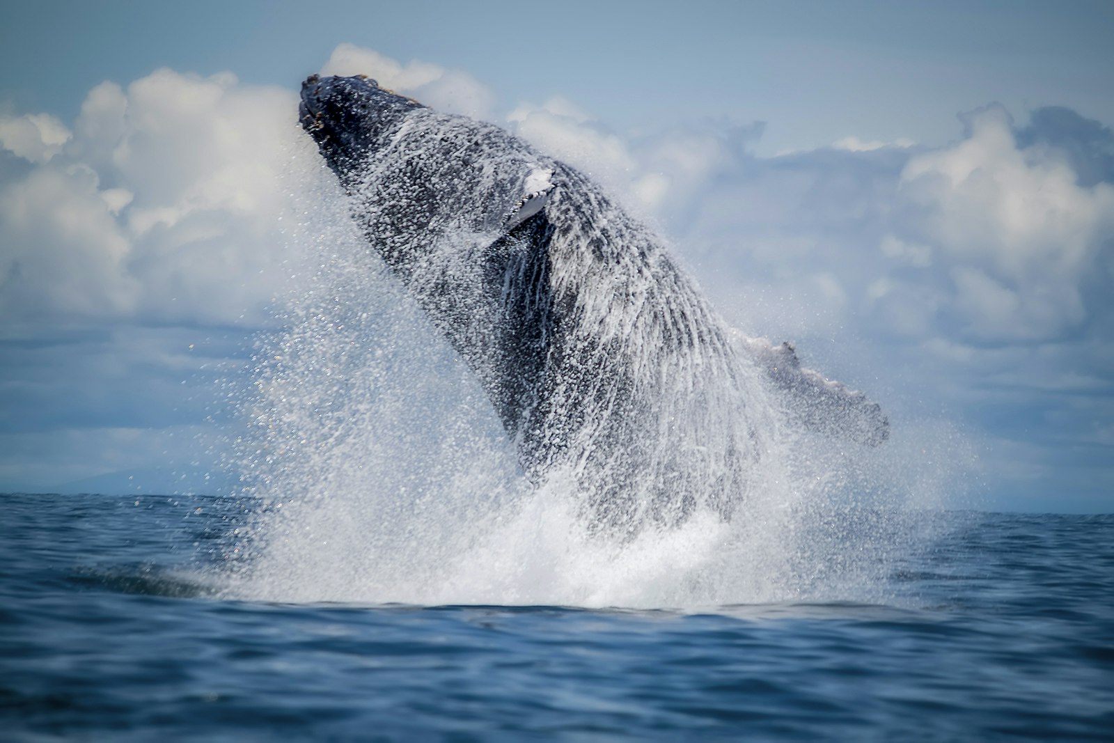 A humpback whale jumps into the air © Ecaterina Leonte / Getty Images