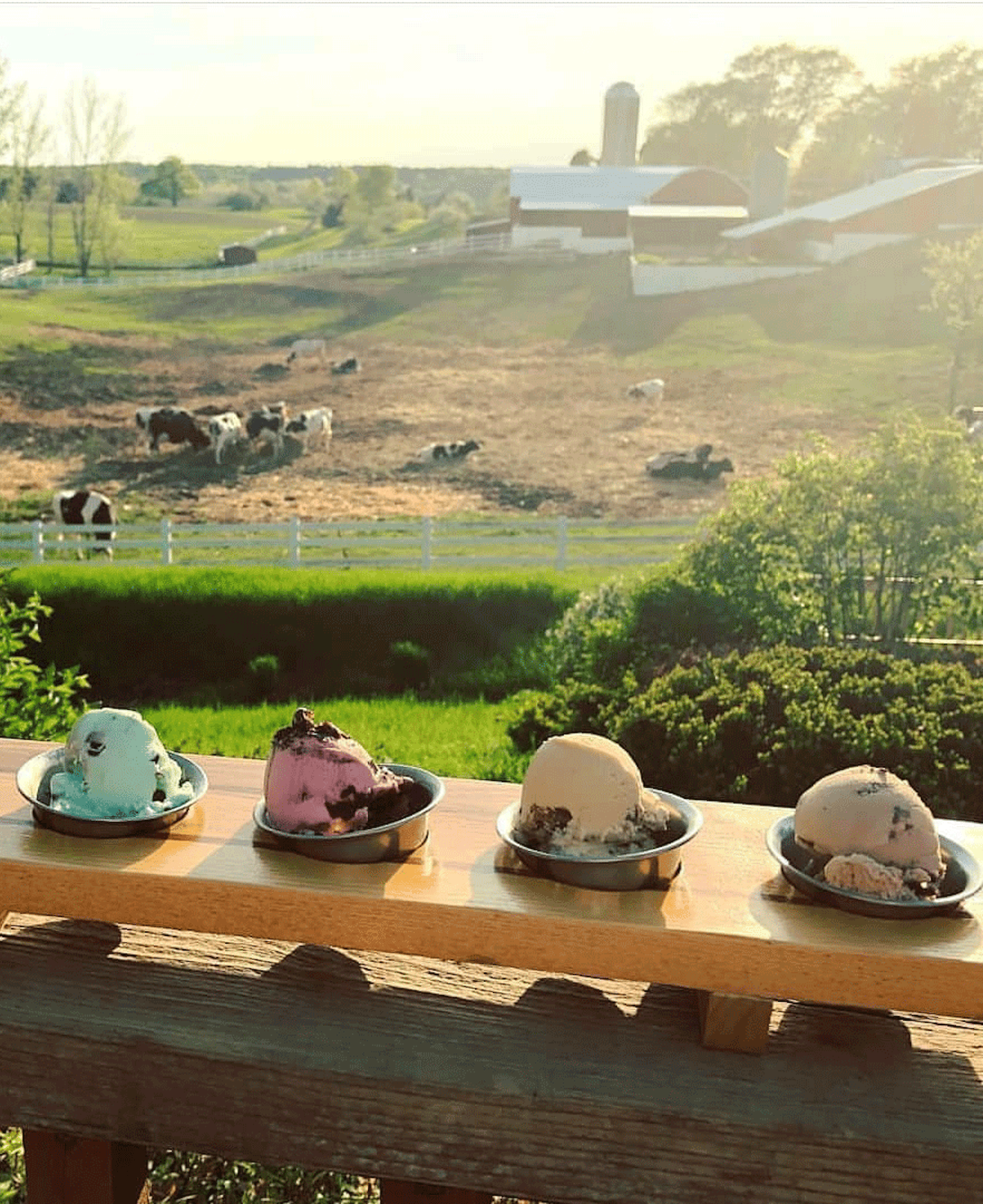Four scoops of ice cream rest on a ledge overlooking a farm with cows grazing in the background © MOOmers Ice Cream