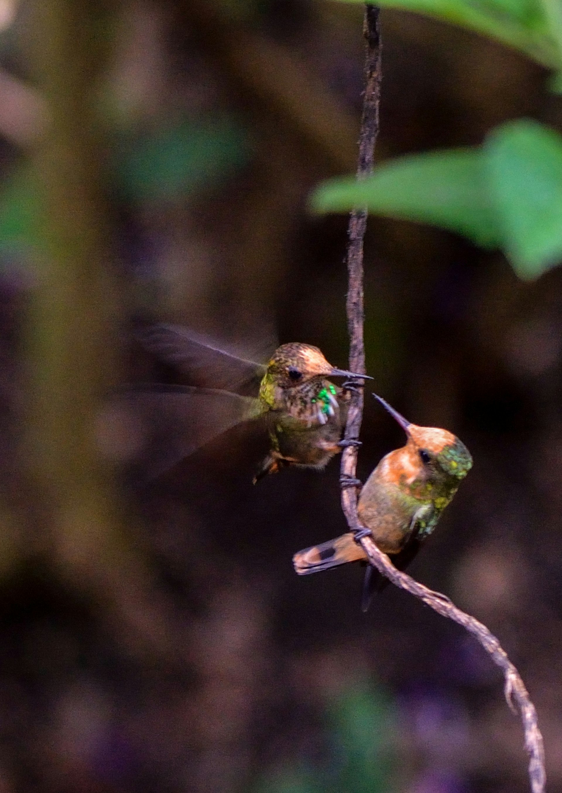 Two hummingbirds stand face to face on a thin vine near Moyobamba @ Bob Balestri / Getty Images