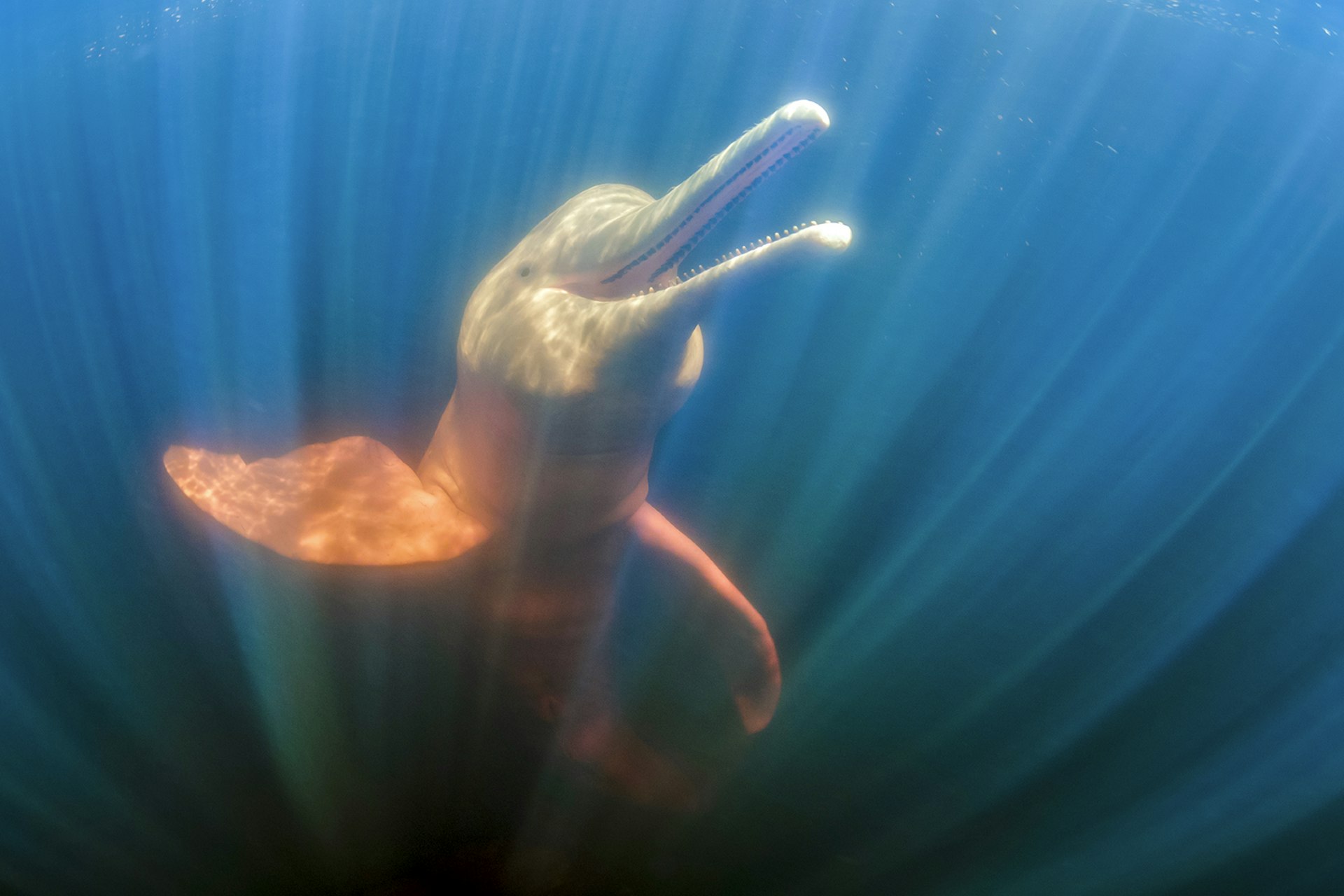 An underwater shot of an Amazon dolphin swimming to the surface © Danita Delimont / Getty Images