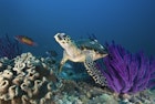 Features - Hawksbill turtle in Oman