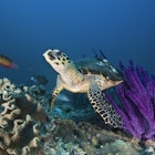 Features - Hawksbill turtle in Oman