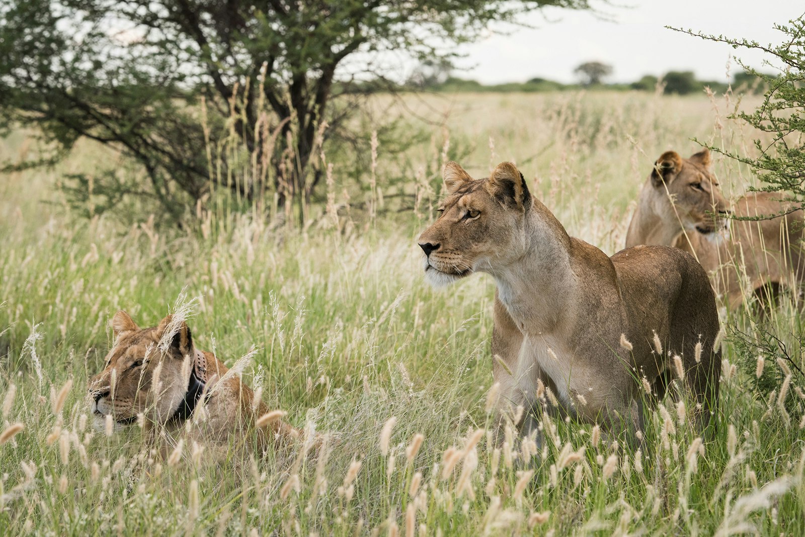 Pride of female lions looking to begin a hunt, Botswana