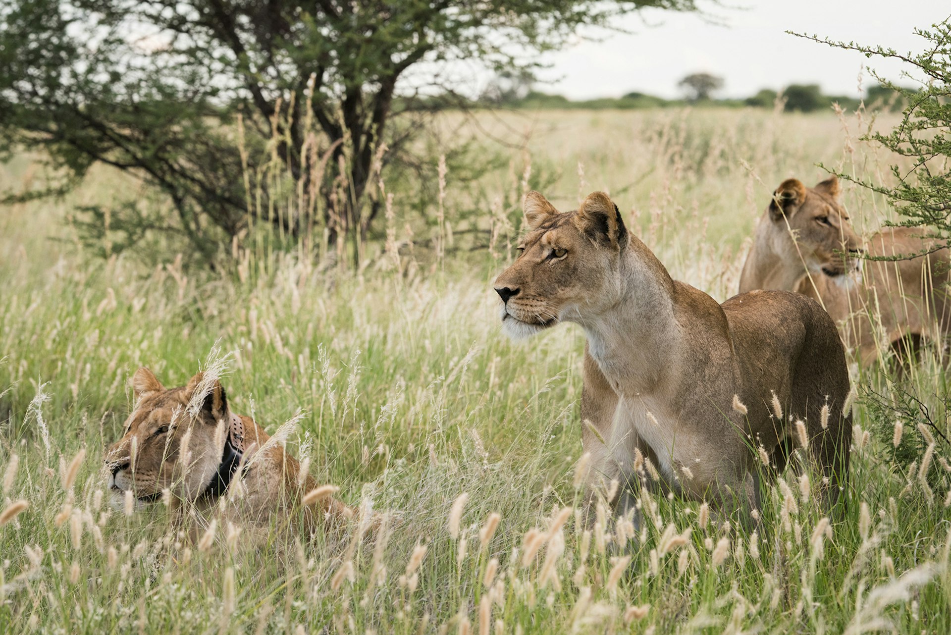 Pride of female lions looking to begin a hunt, Botswana