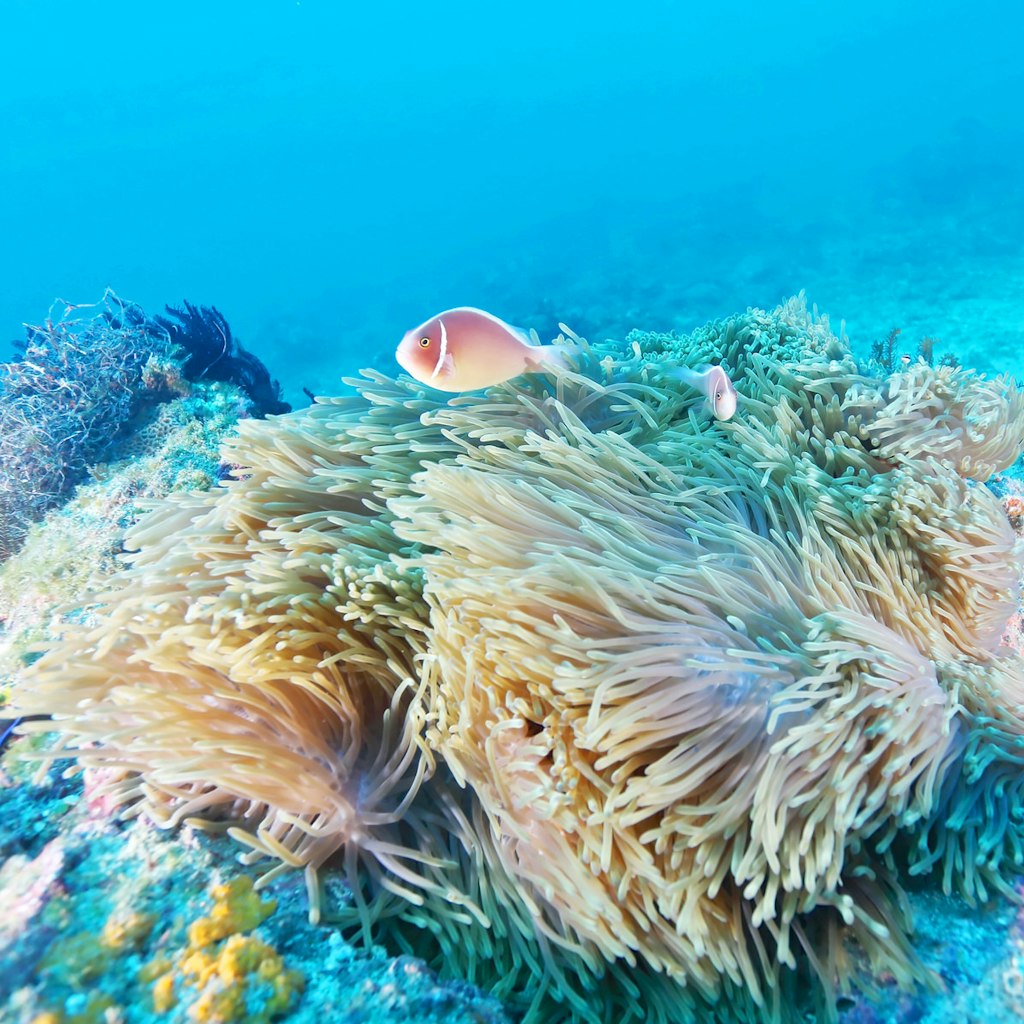 Pink skunk clownfish swims next to a sea anemone amongst Little Liuchiu's rich marine life © unterwegs / Shutterstock
