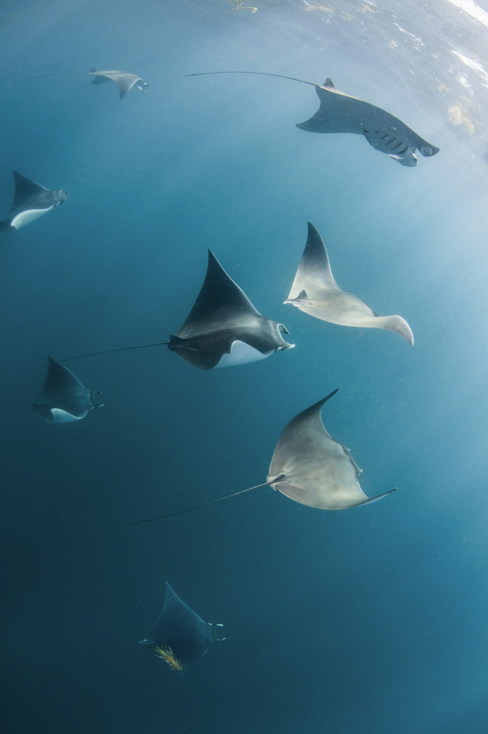 Underwater view of mobula rays swimming © Cultura Exclusive / Rodrigo Friscione / Getty Images