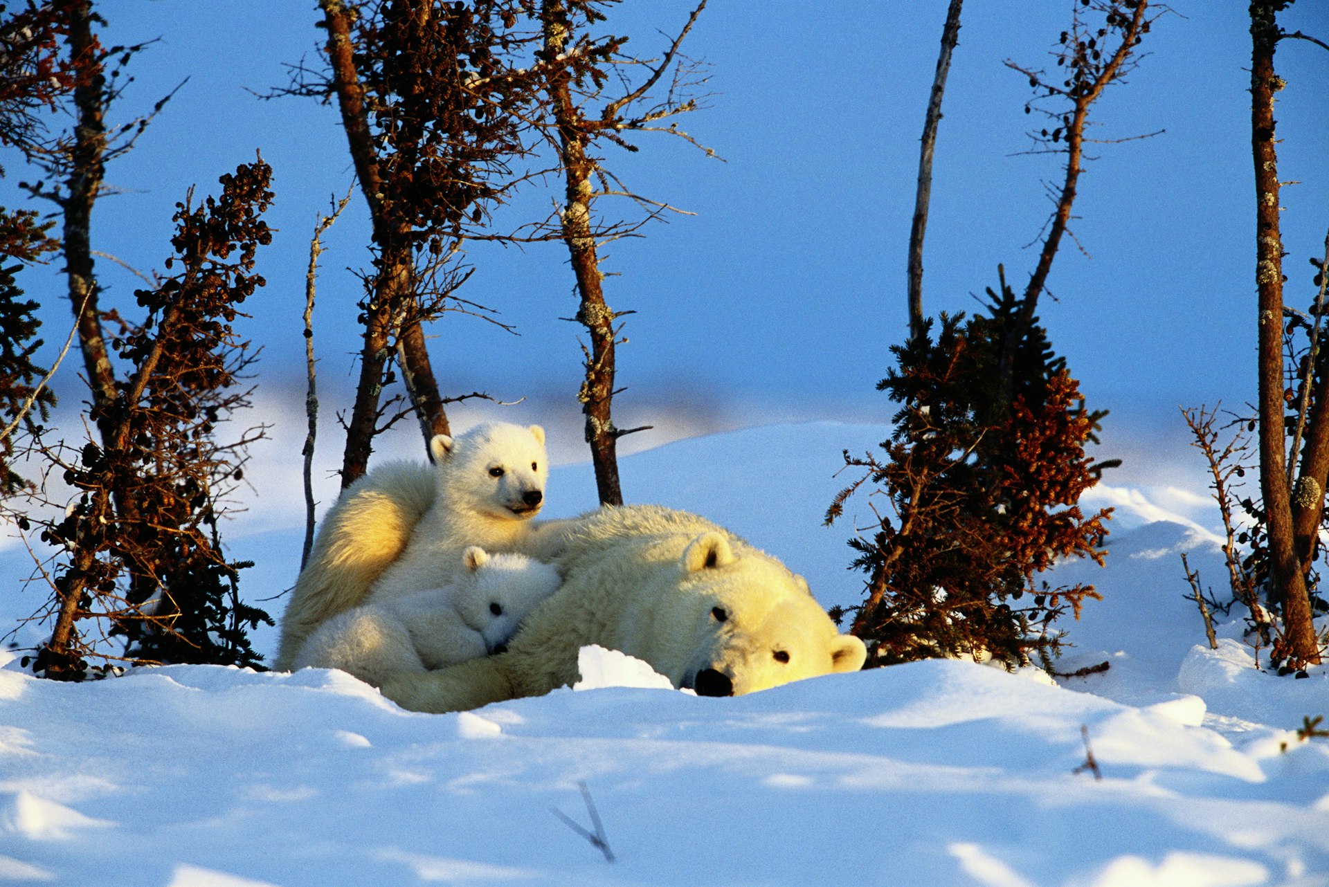 Features - Canada, Manitoba, Wapusk National Park, polar bear and two cubs