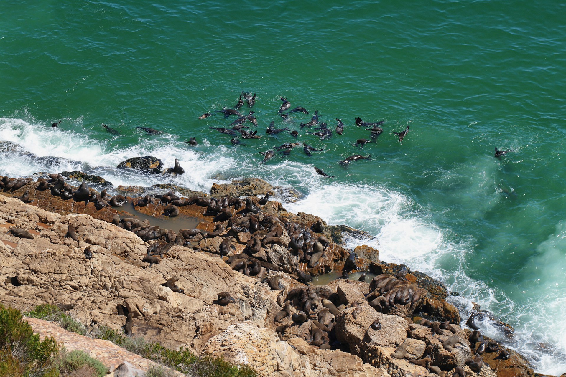 Countless seals swimming off (and on) a rocky shore within Robberg nature reserve.