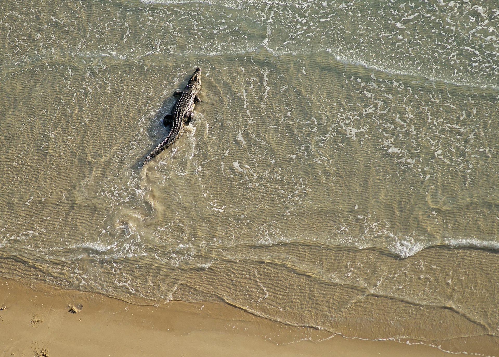 A saltwater crocodile seen from above as it enters the sea