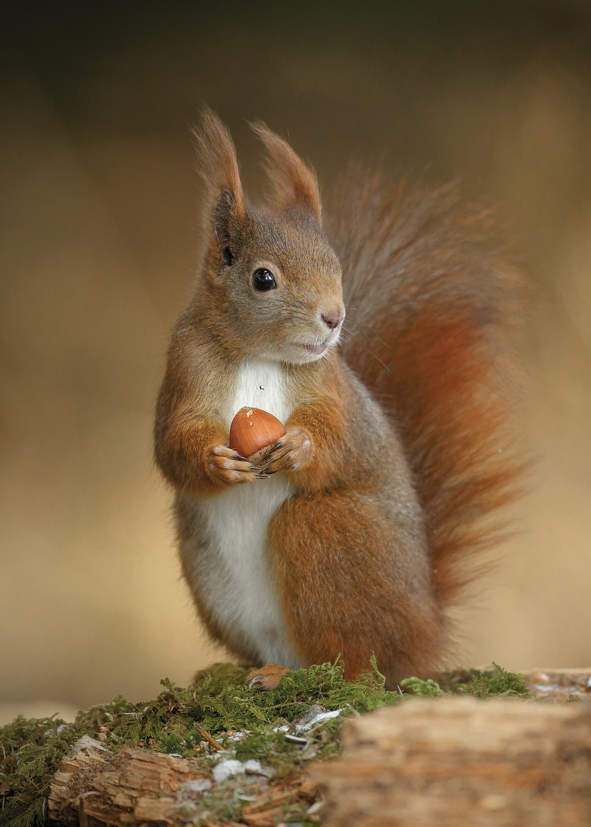  A red squirrel holding a nut