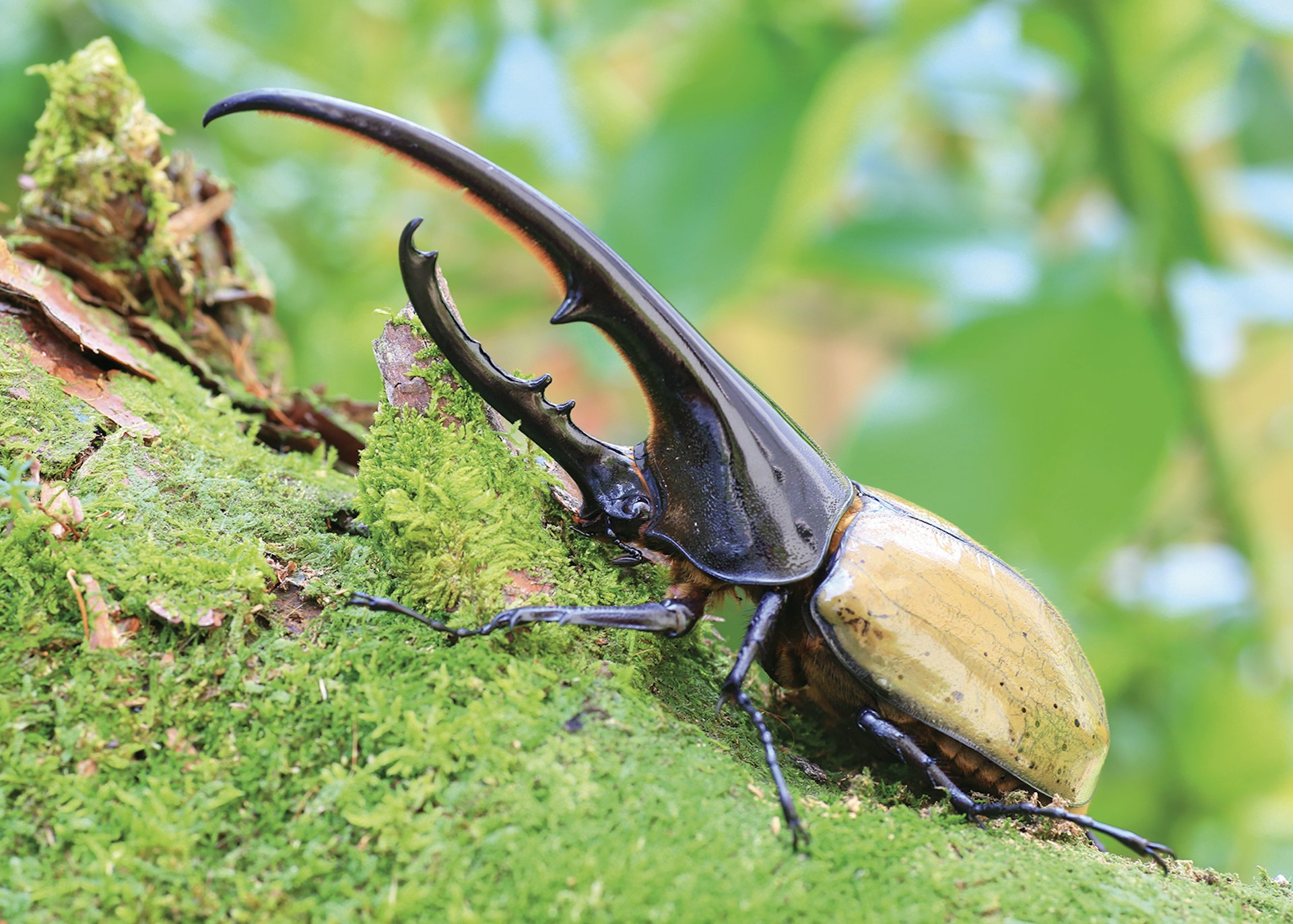 A Hercules beetle