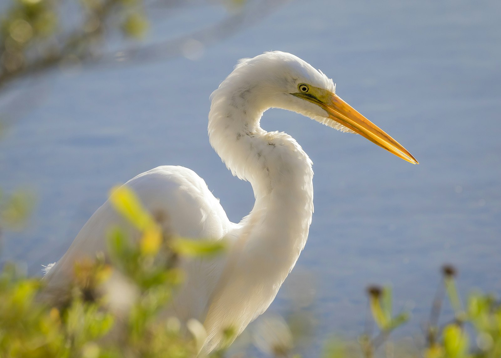 close-up of white great egret in the water on Jekyll Island on a sunny day © BrianLasenby / Getty Images