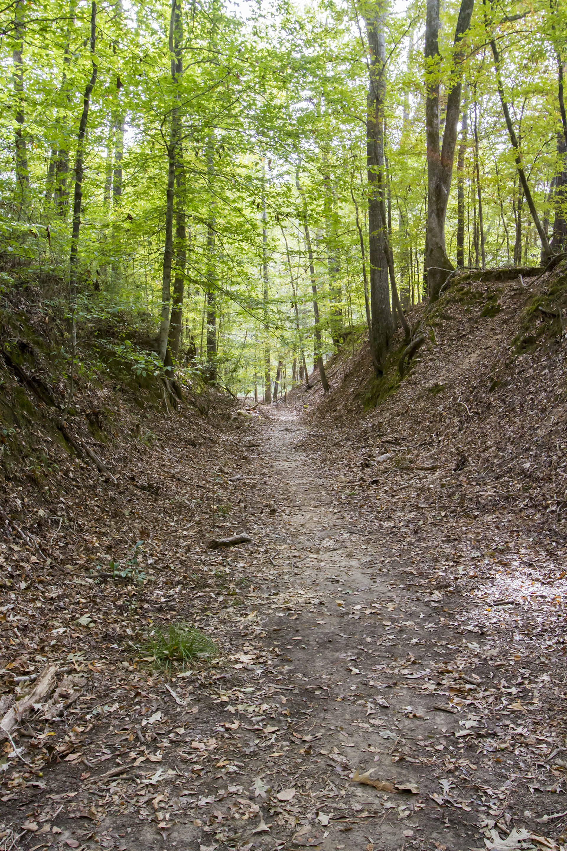 A sunken, dirt footpath with a few scattered leaves winds beneath green trees in spring on the Sunken Trace, part of the Natchez Trace